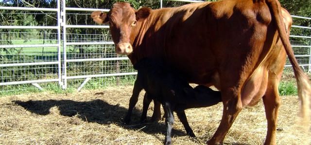 Rose with newborn calf, Riverbank Don.