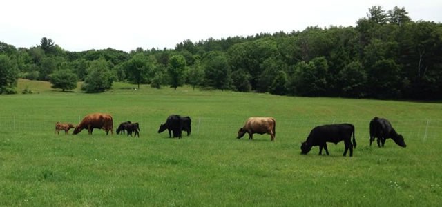 Out to pasture.