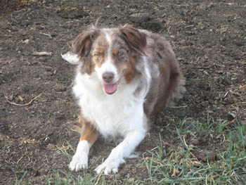 Rita is a merle Australian Sheperd.