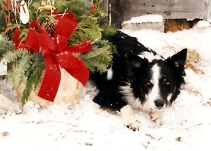 Border Collie, Joshua.