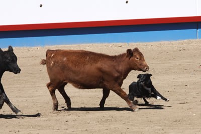 2009 Nationa ASCA Trials, Colorado - Dylan