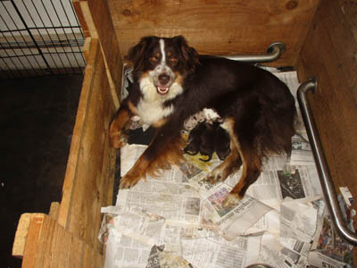 new litter