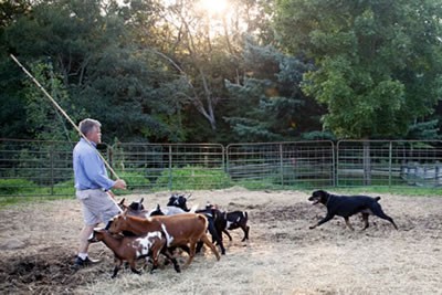 Missy-herding-1_2014