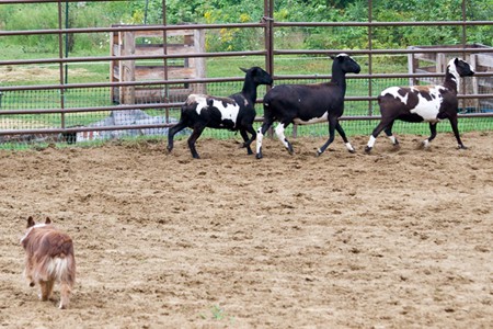 Rudie herding Katahdin sheep