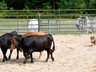 Rudie competing at the 2011 ASCA Trials in Webster, NH