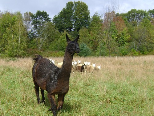 Llama guarding a flock of sheep.