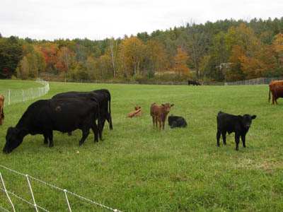 Riverbank-Farm